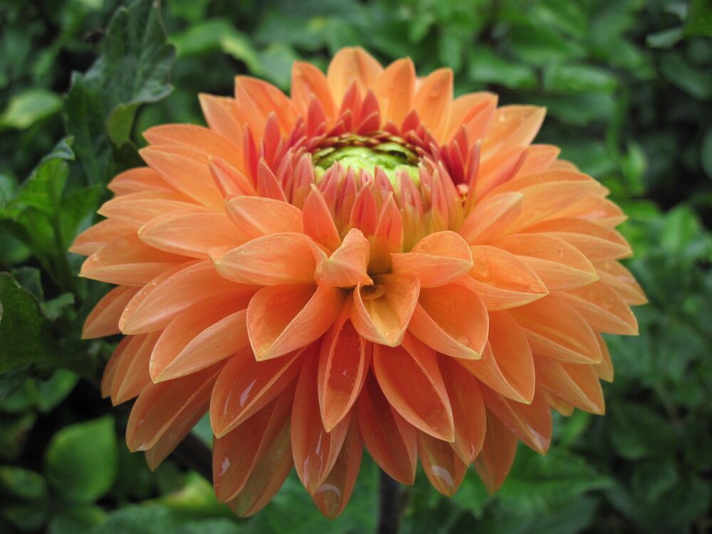 Фотография автора Георгий Самусевич