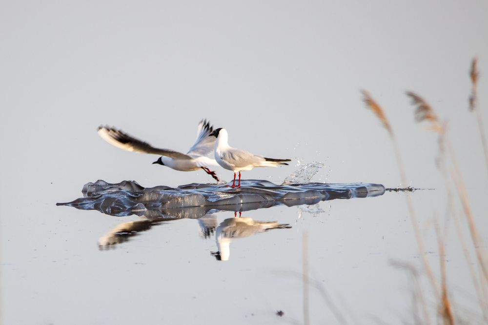 Photograph by Наталья Трифуз