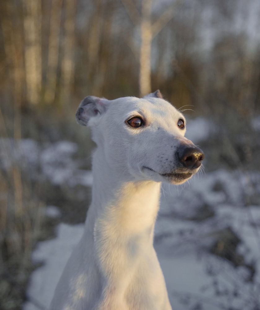 Photograph by Анастасия Рысь