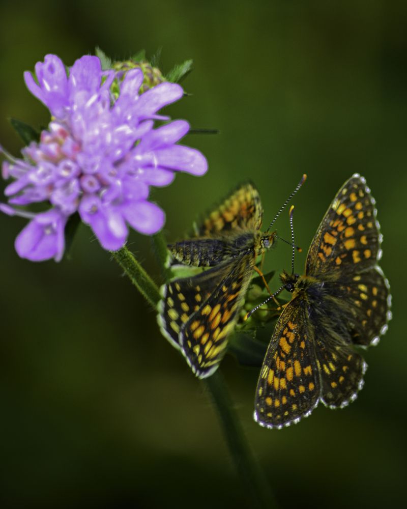 The two beloved Butterfly\'s