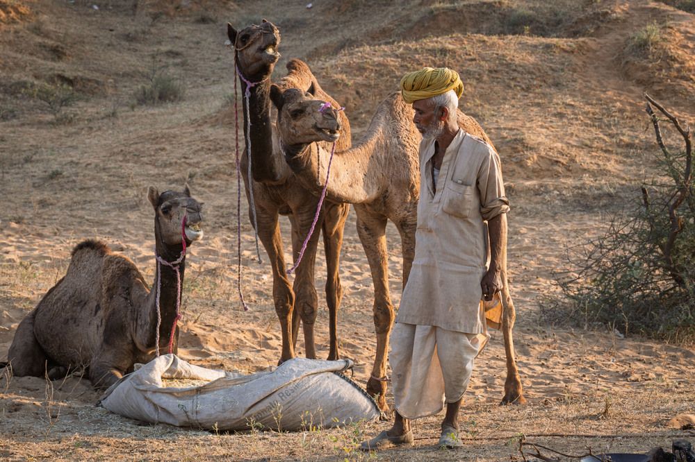 Camels in the Desert and Snow