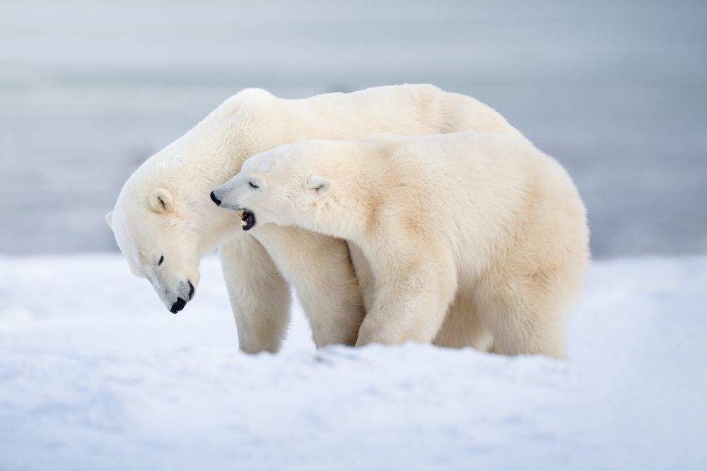 Photograph by Karthik Subramaniam