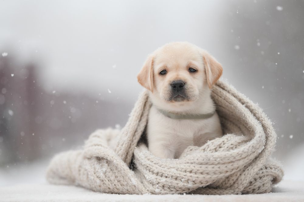 Фотография автора Алена Ковалёва