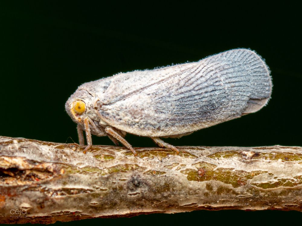 Photograph by Jose Martin Ceja Medina