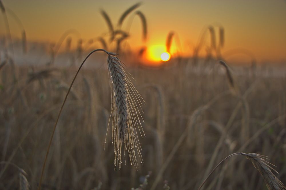 Фотография автора Анатолий Борисов