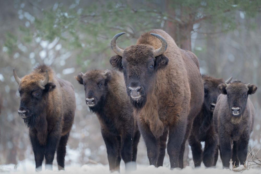 Моменты жизни зубров