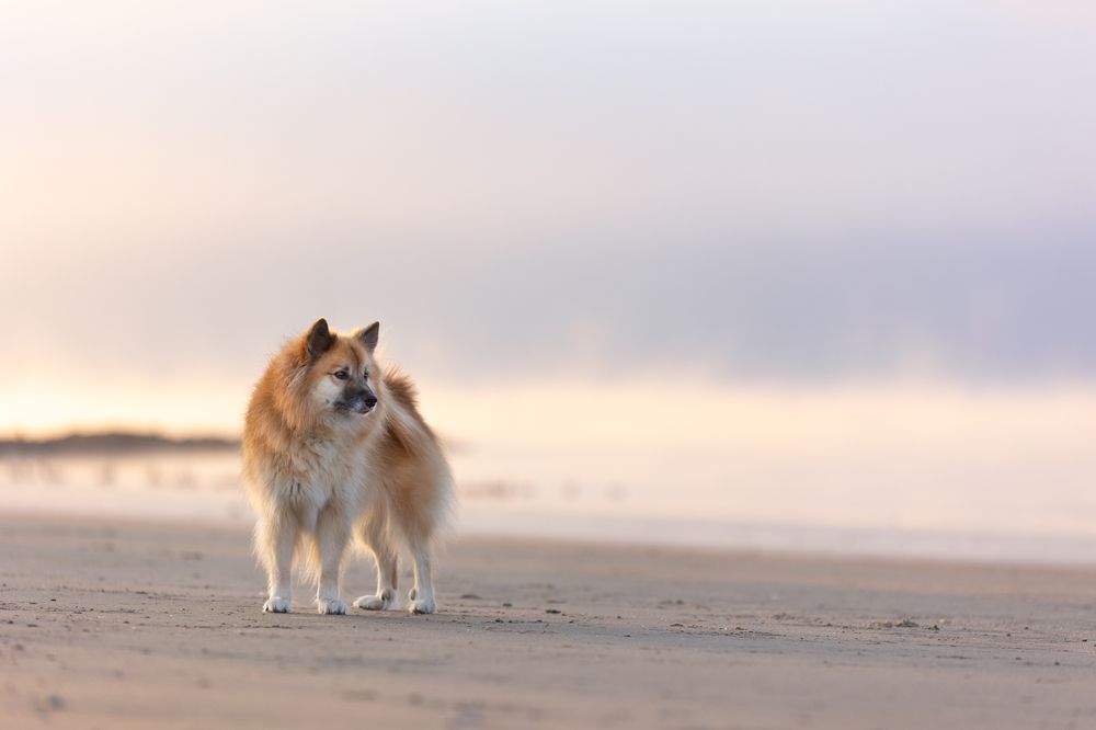 Frosty beach morning