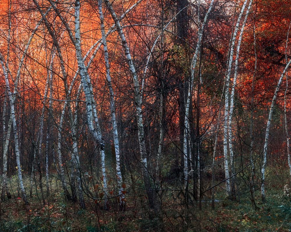 Фотография автора Мартыненко Дмитрий