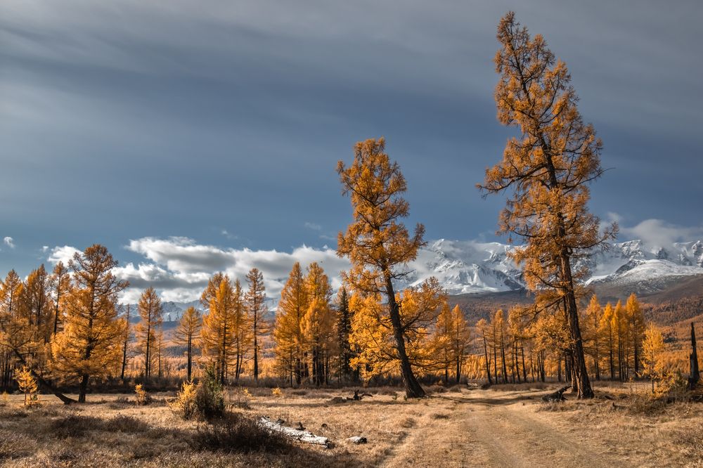 Photograph by Devender Mark