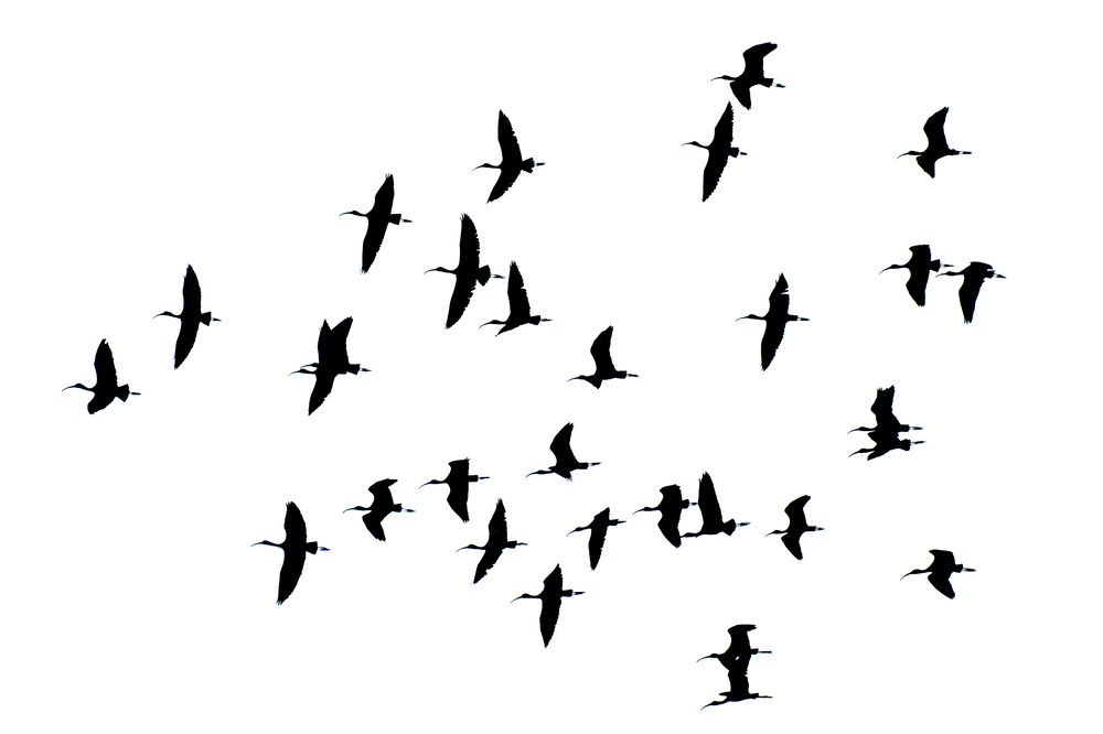 Glossy Ibis - Flying Above and Beyond