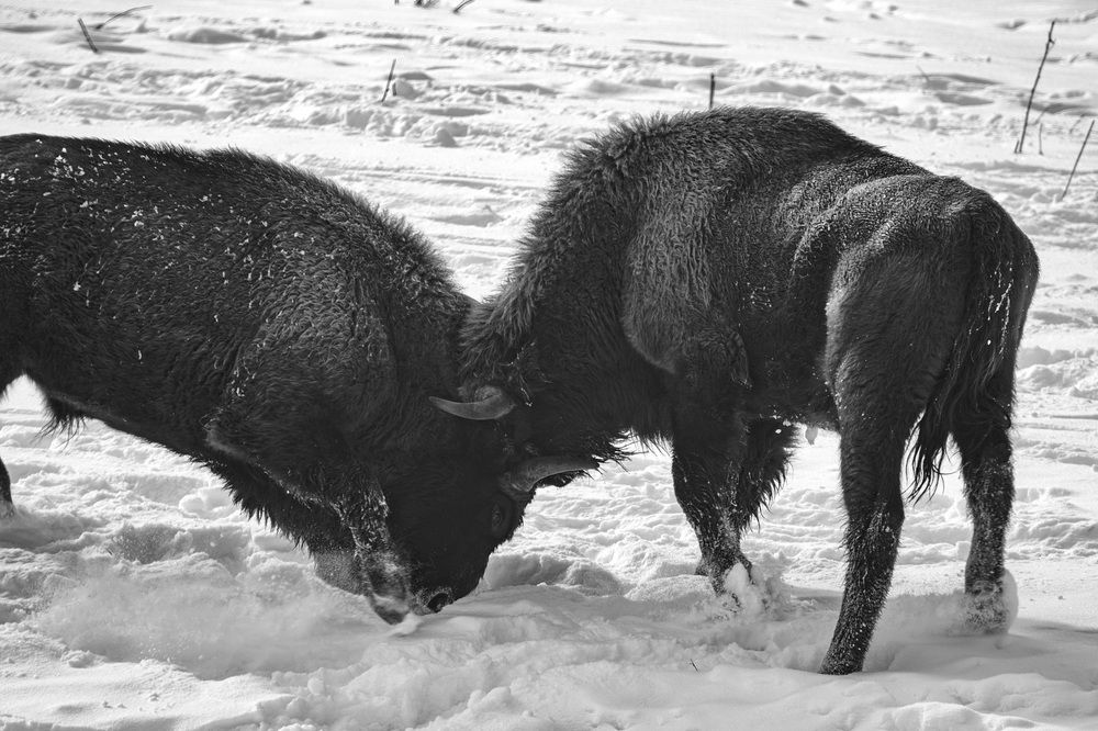 Photograph by Арсен Алабердов
