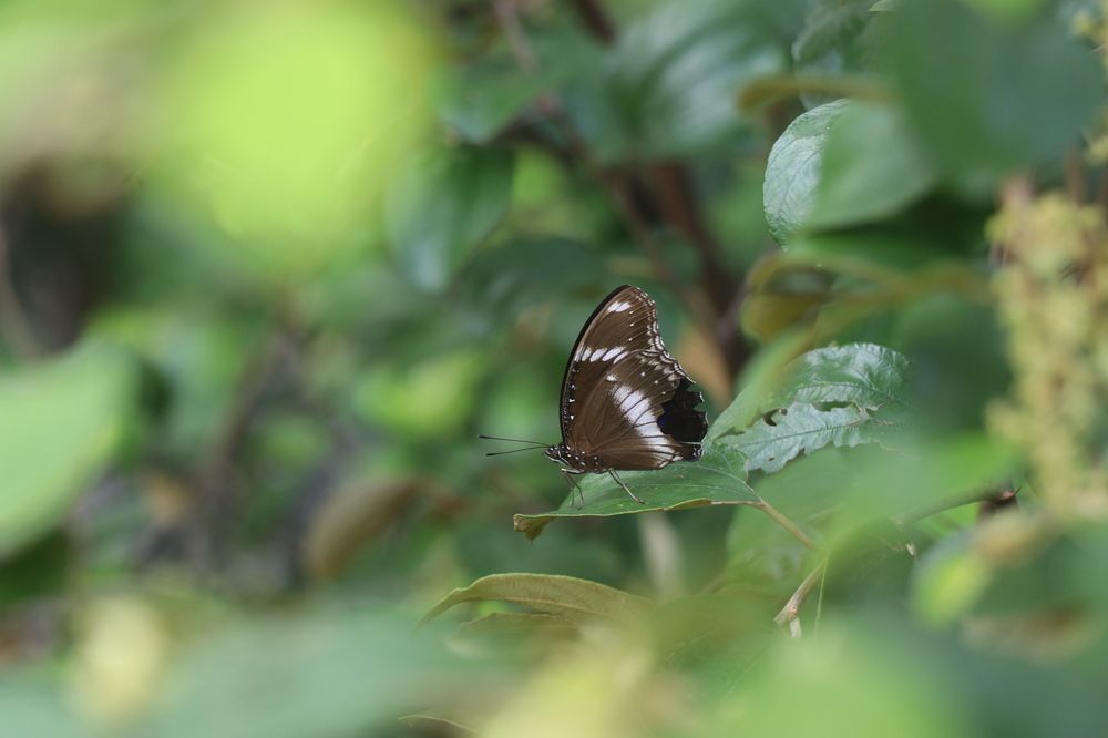 Photograph by Jahid Hasan Jamil