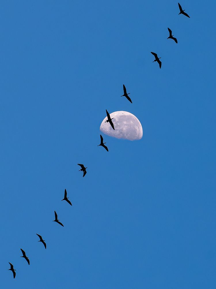 To the Moon and Back