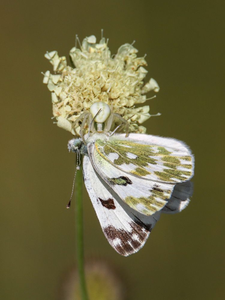 Photograph by Наталья Трифуз