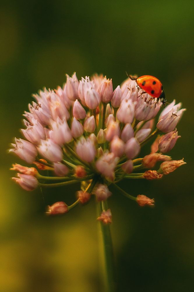 Photograph by Алена