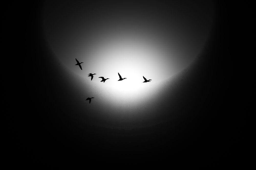 Northern Shovelers flying into the Sun