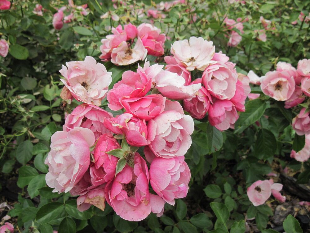 Фотография автора Георгий Самусевич