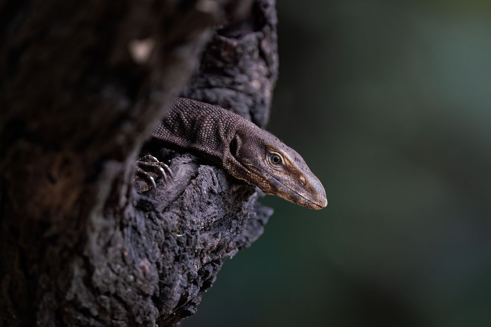 Photograph by Gurvinder Chhabra