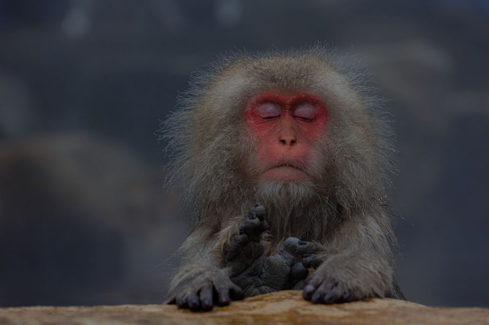 Photograph by Nuno Gregorio