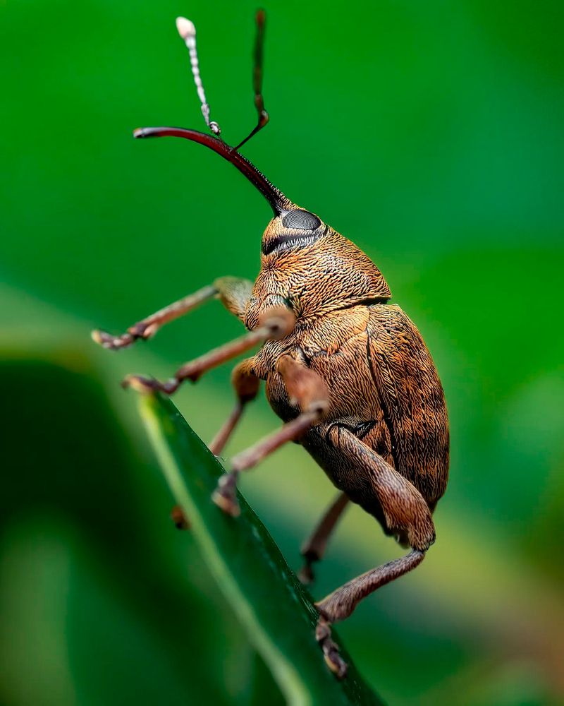 Photograph by Otto Acosta