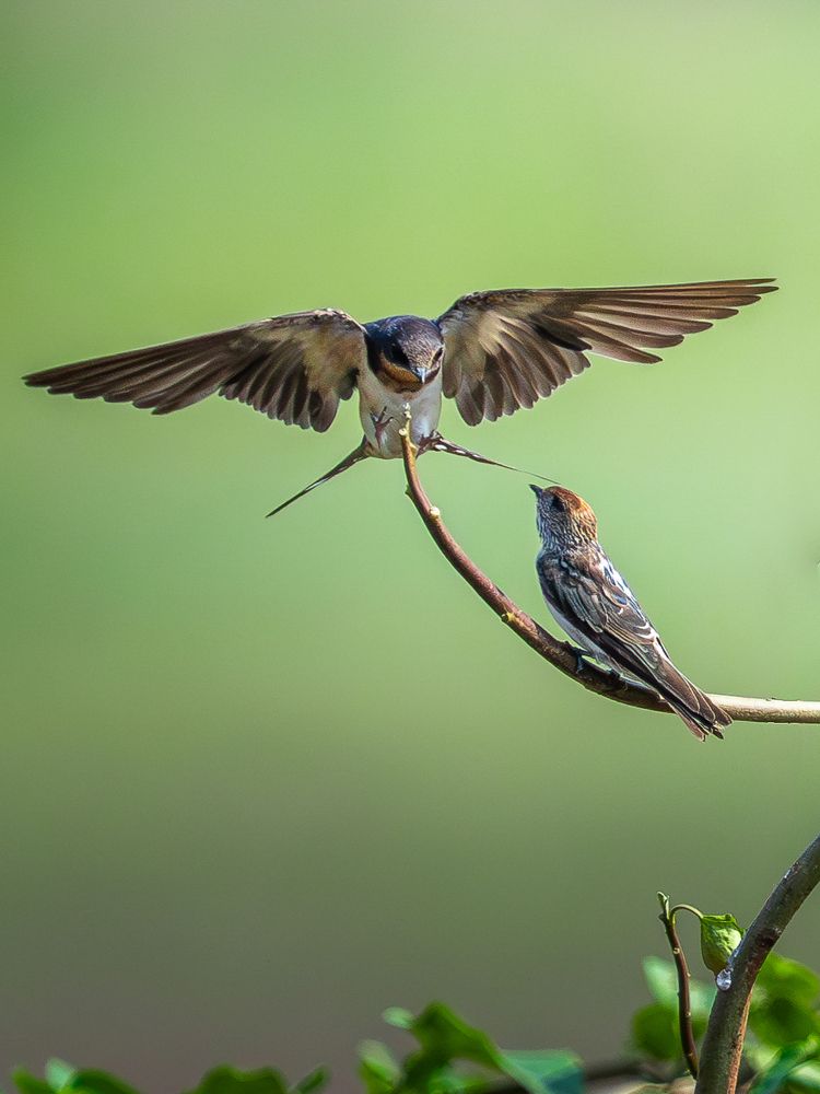 Barn Swallow & Streak-Throated Swallow