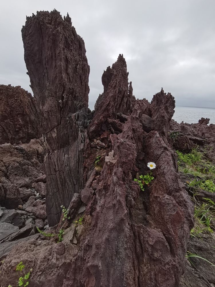 На плато Янкито