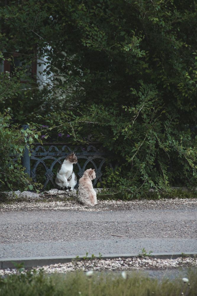 кошки города