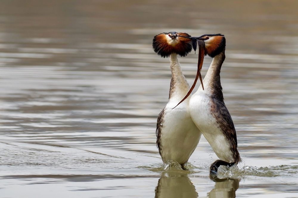 Влюбленные