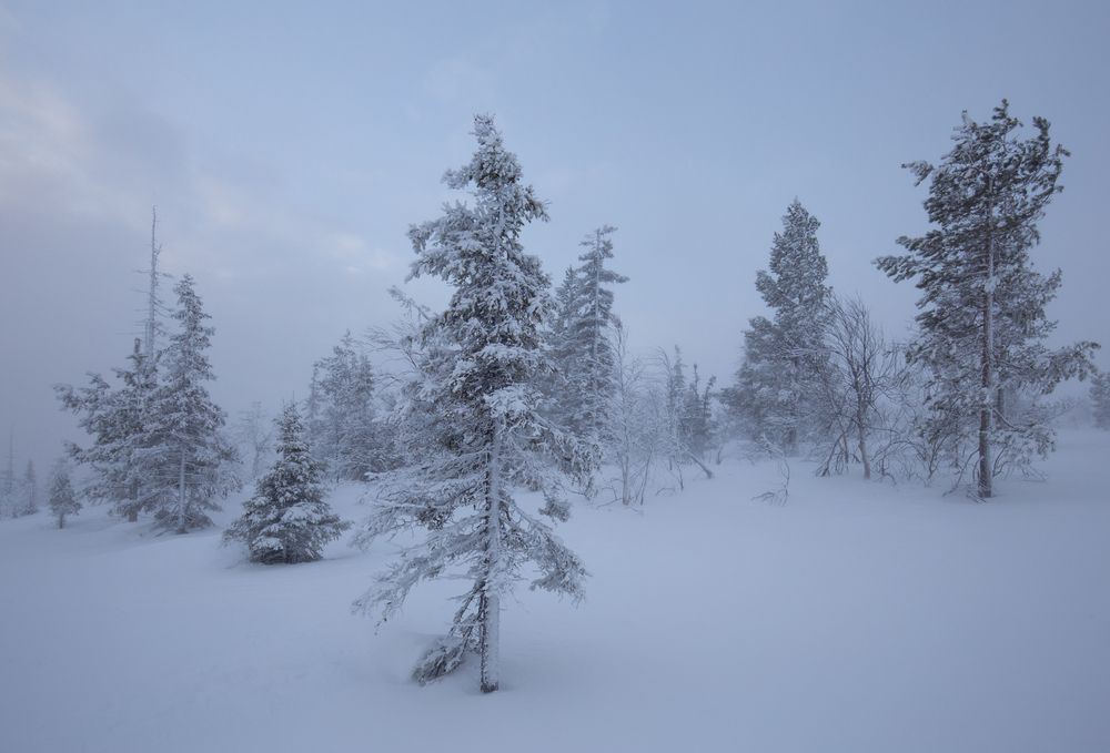 Photograph by Елена Хорохорина