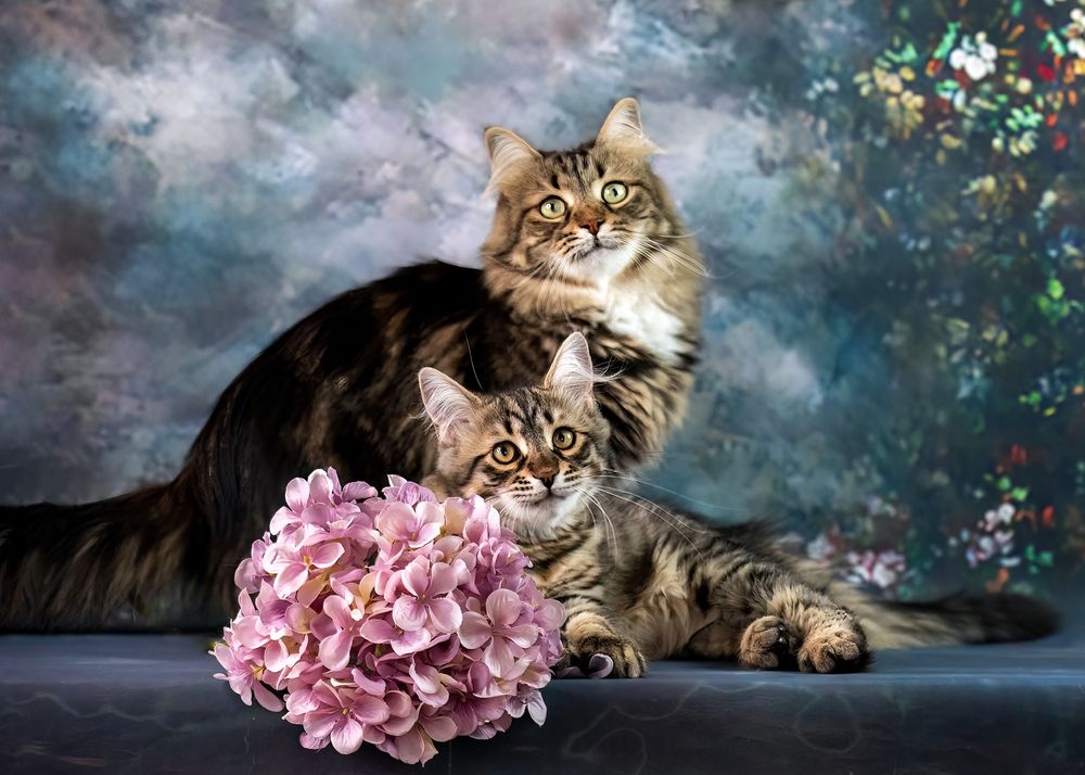 Фотография автора Ольга Фомичева