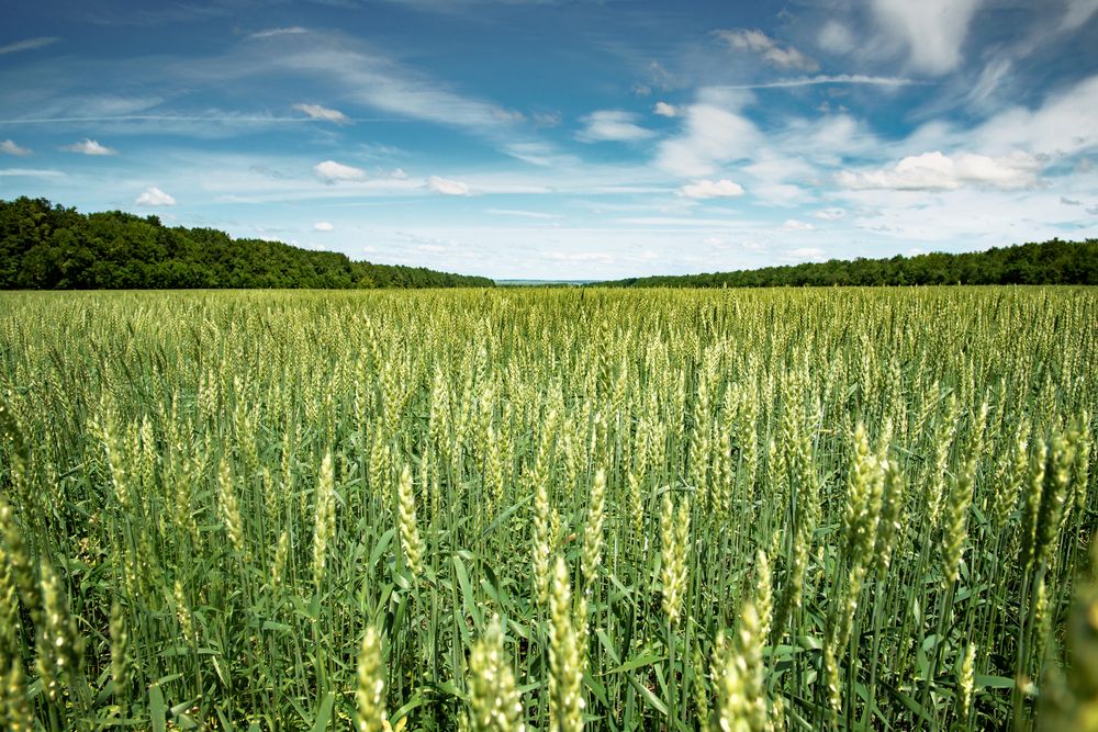 Фотография автора Чихняев Максим