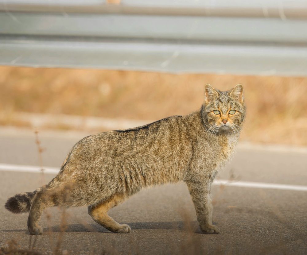 Фотография автора Sebastian Popa