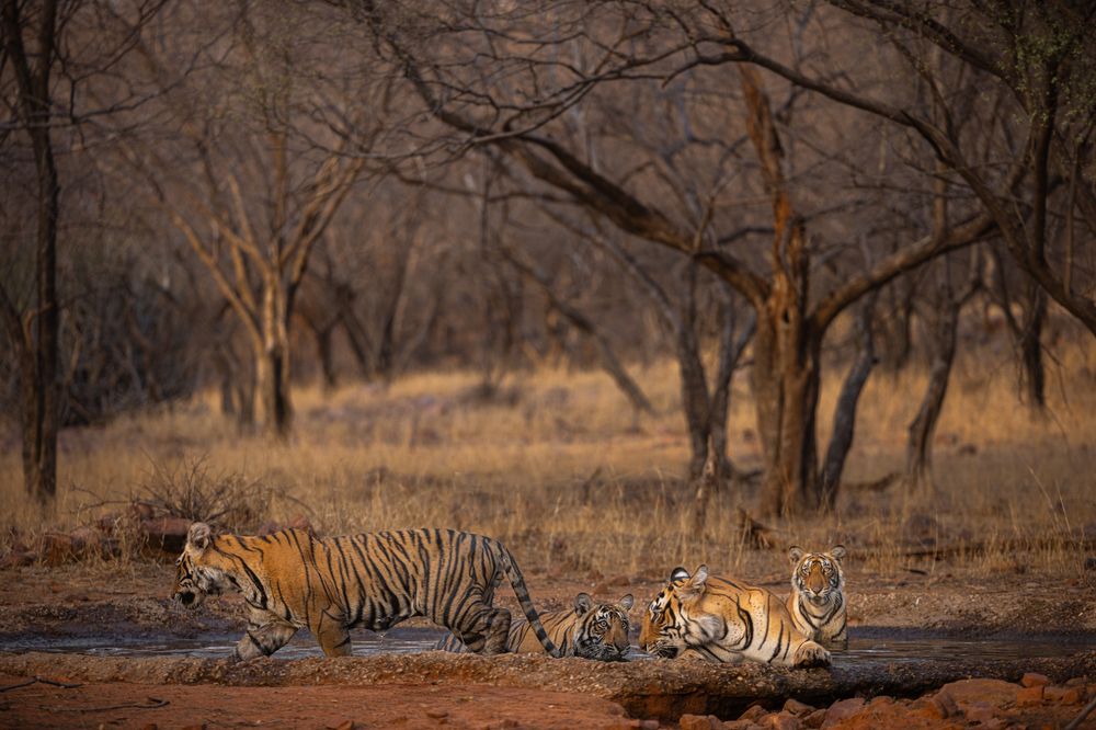 Photograph by Abhaya Shukla