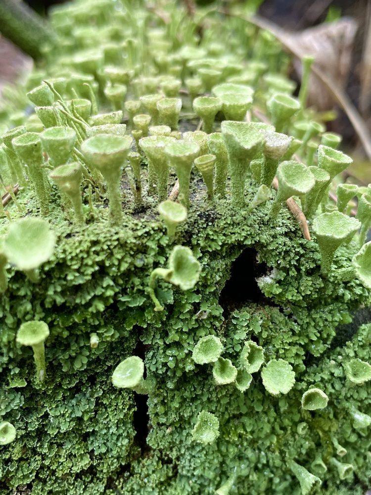 Photograph by Виталий Гибадулин