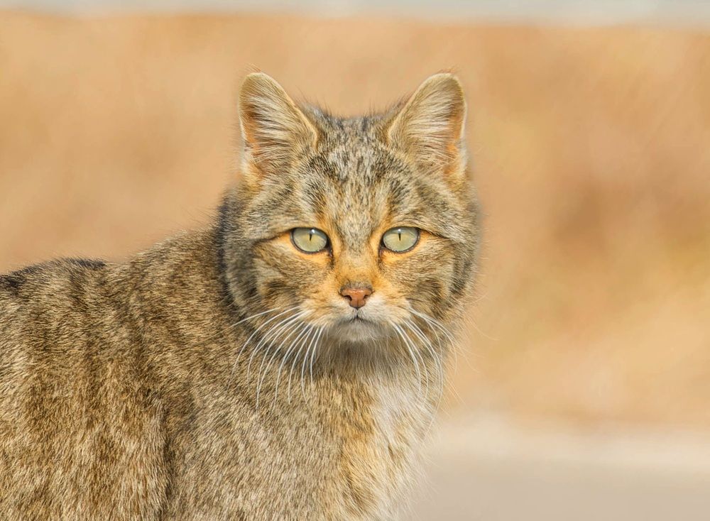 Фотография автора Sebastian Popa