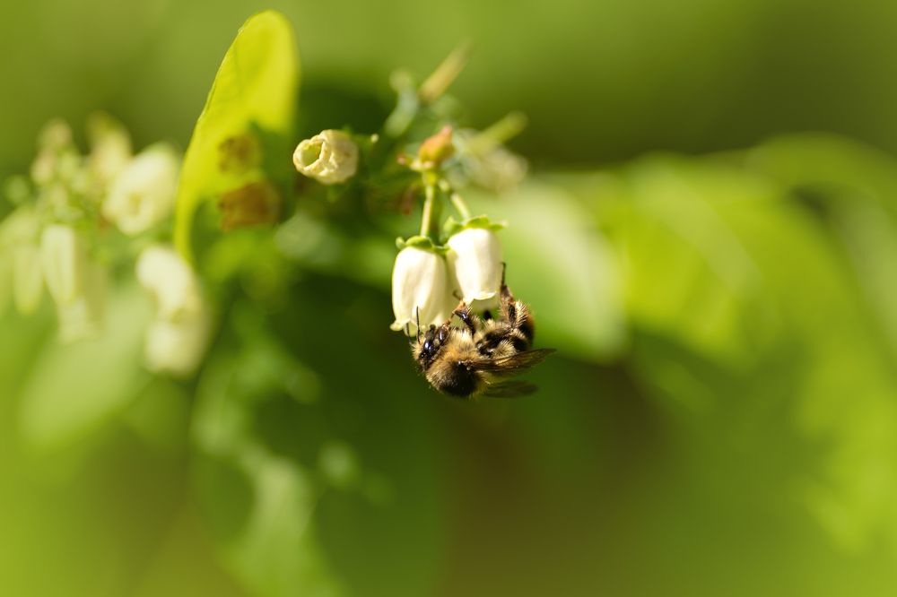 Biene in Brombeerblüte