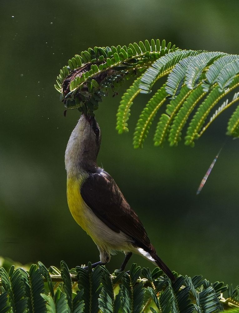 Water droplets dance in mid-air as the bird's gentle grasp holds tight to a branch