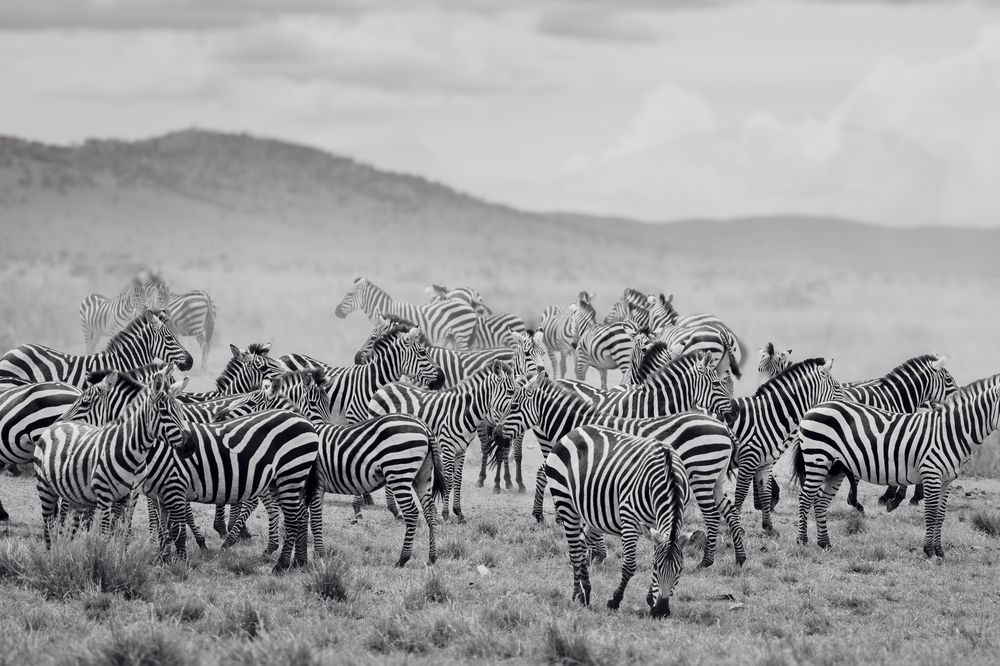 Фотография автора Albert Domenech Viella