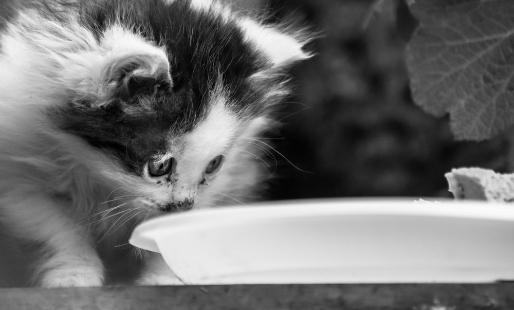 Photograph by Макс Полюхович