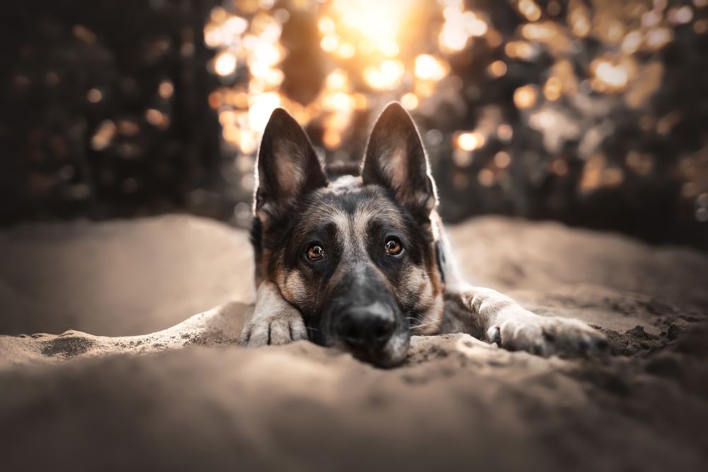 Photograph by Paw double