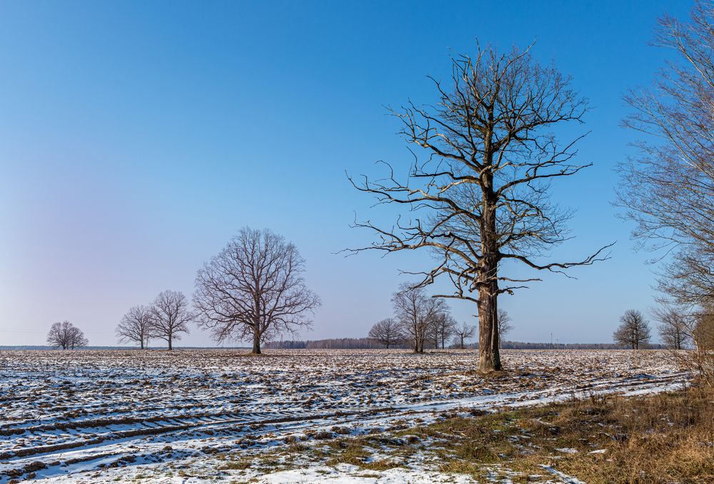 Photograph by Диана Бородзе