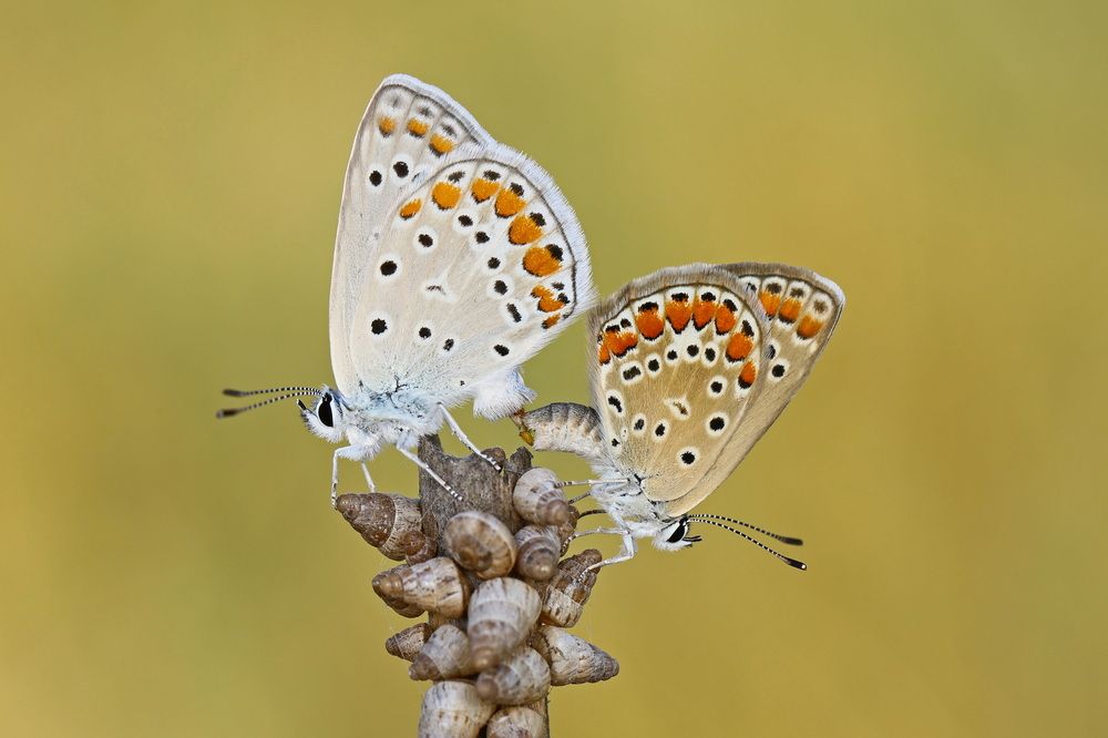 Mating