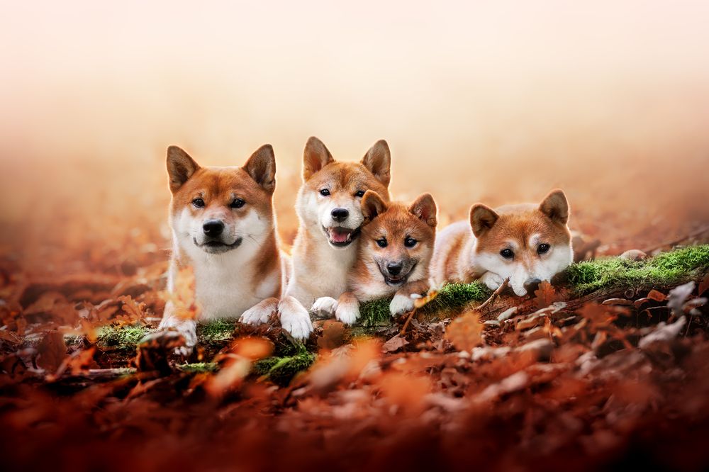 Фотография автора Tereza Krestová