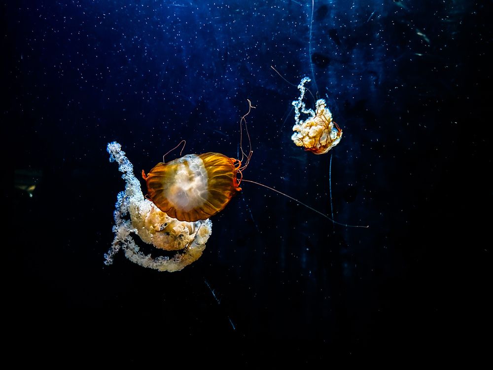 Photograph by Ivo Damen