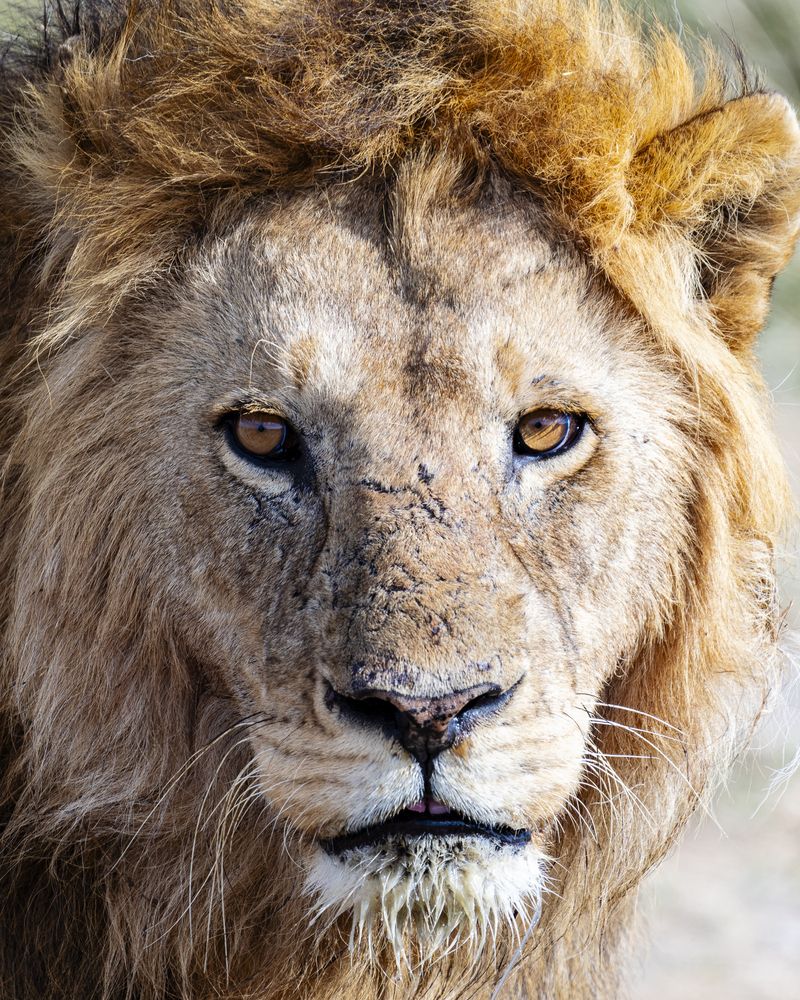 Фотография автора Albert Domenech Viella