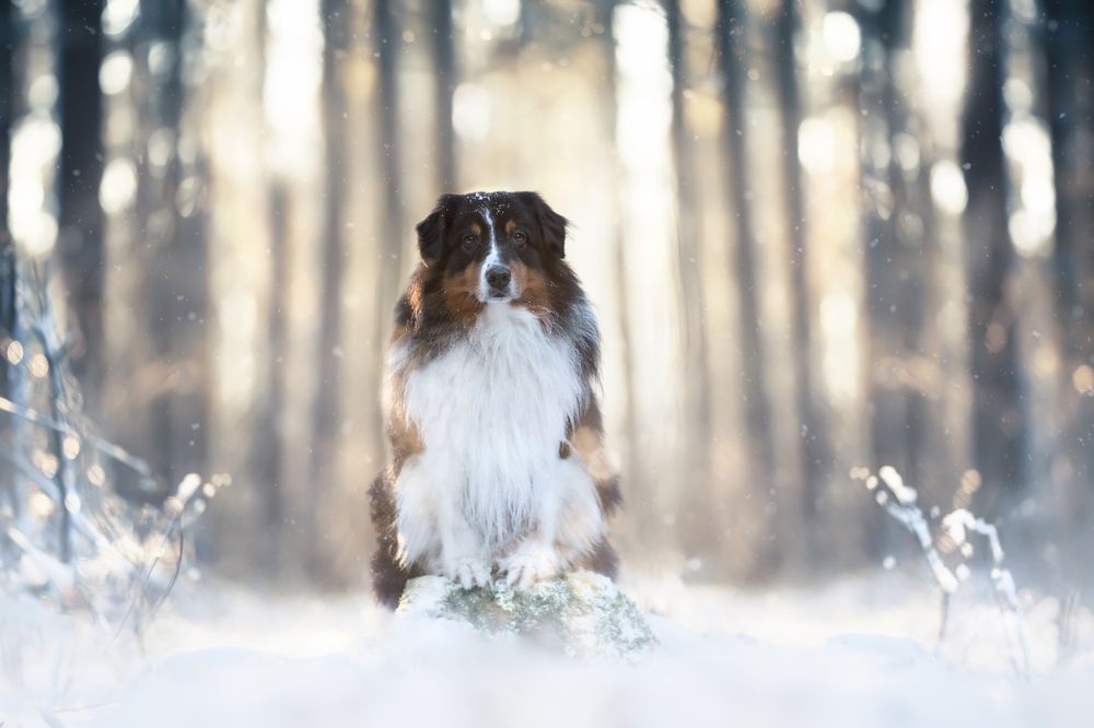 Photograph by Paw double