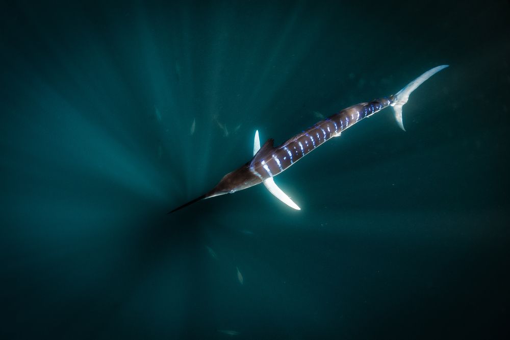 Фотография автора Rolando di lauro