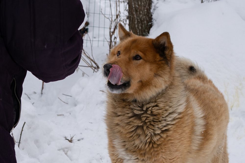 Дачные друзья