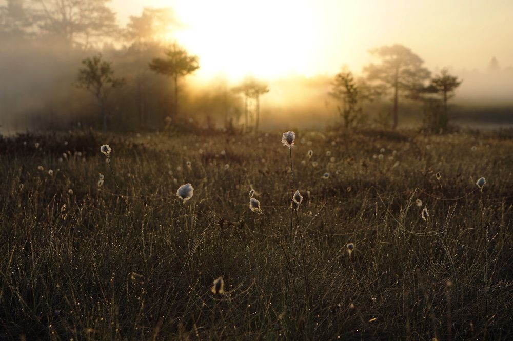 Photograph by Лена Максимкина