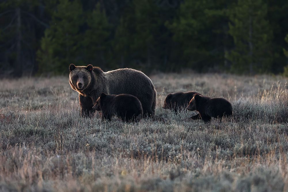 Safety in her Shadow